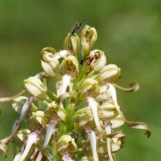 Riemenzunge mit Wanze und Spinne