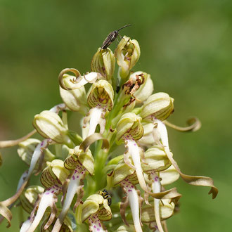 Riemenzunge mit Wanze und Spinne
