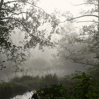 Deusmaurer Moor