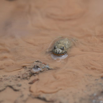 Gelbbauchunke
