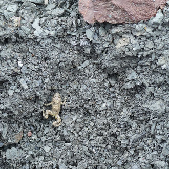 Gelbbauchunke am Steilwandklettern