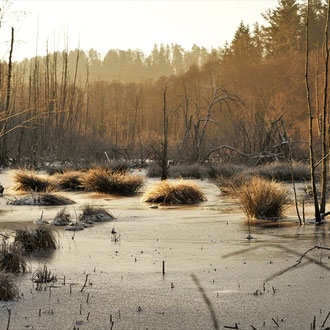 Deusmaurer Moor