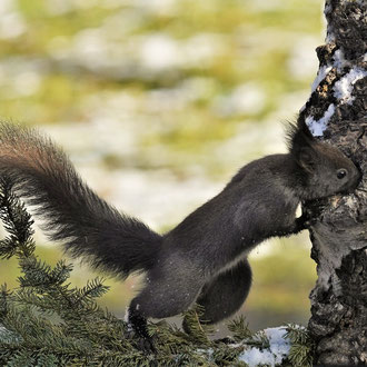 Neugieriges Eichhörnchen