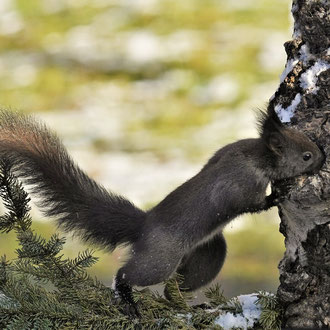 Neugieriges Eichhörnchen