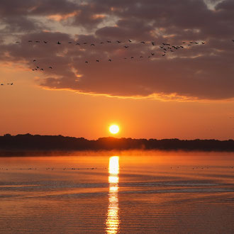 Müritz