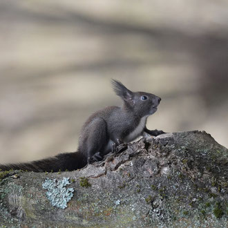 Schwarzes Eichhörnchen