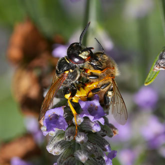 Bienenwolf