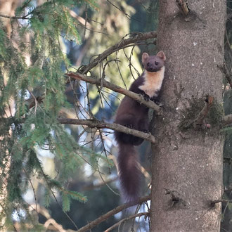 Baummarder