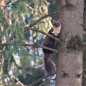Baummarder
