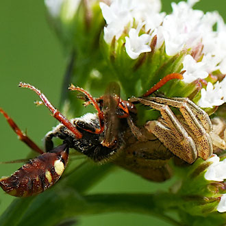 Brutale Insektenwelt