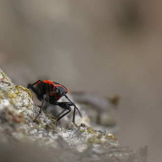 Feuerwanze