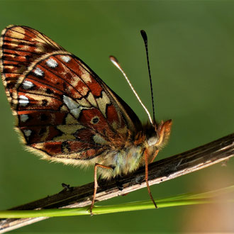 Braunfleckger Perlmutterfalter