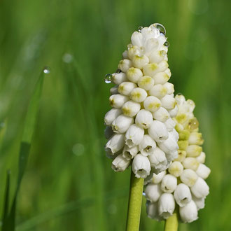 Traubenhyazinthe
