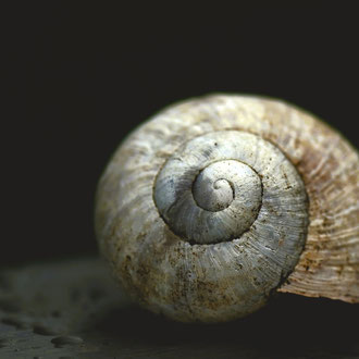 Weinbergschnecke