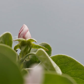 Quittenblüte