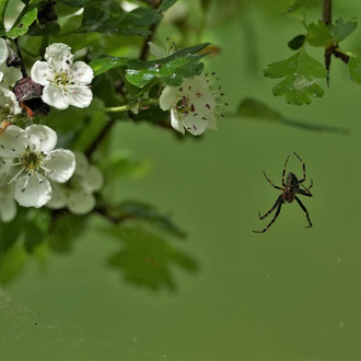 Weissdorn mit Spinne