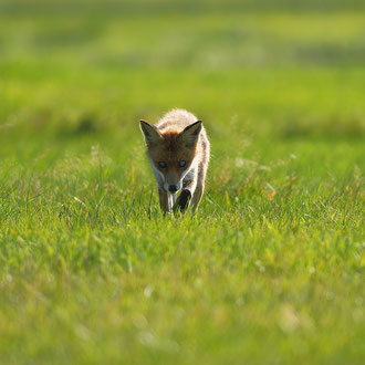 Blinder Fuchs Müritz