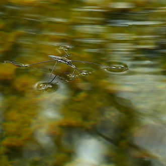 Wasserläufer