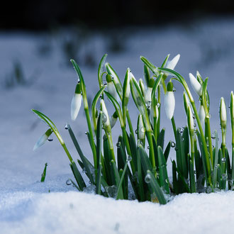 Schneeglöckchen