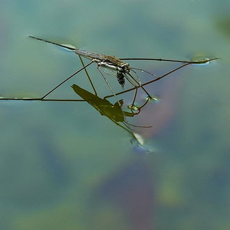 Wasserläufer mit Beute