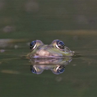 Teichfrosch