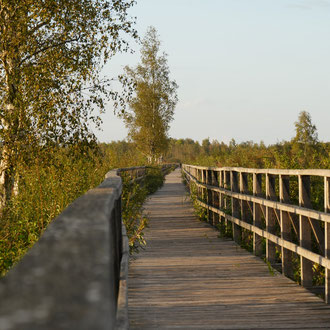 Federsee