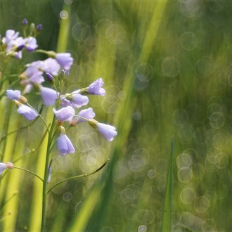 Wiesenschaumkraut