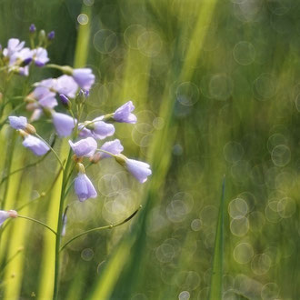Wiesenschaumkraut