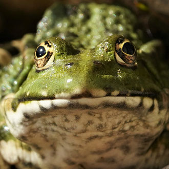 Teichfrosch