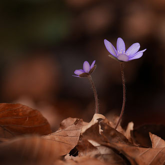 Leberblümchen