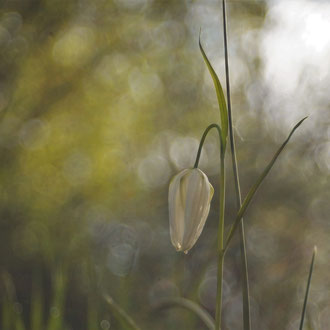 Schachbrettblume