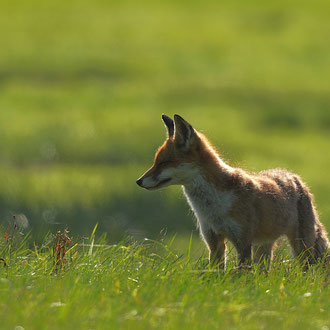 Blinder Fuchs Müritz