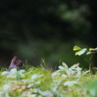 Eichhörnchen Jungtier hat auch erst ein paar Härchen am Ohr