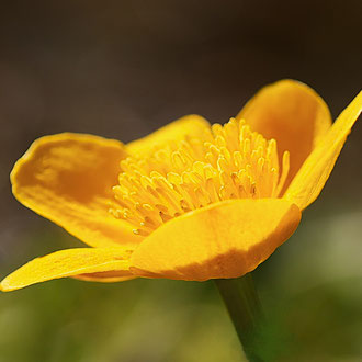Sumpfdotterblume