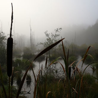 Deusmaurer Moor