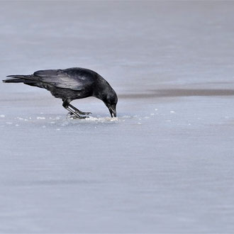 Eisangler
