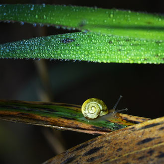 Mini-Schneckerl nur ca. 1cm groß