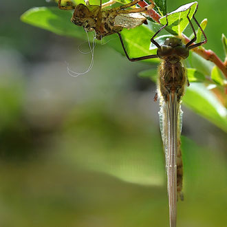 Libelle mit Hülle - Exuvie