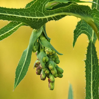 Distel