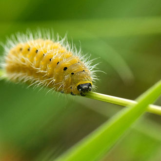 Thymianwidderchenraupe