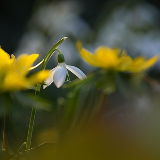 Winterlinge