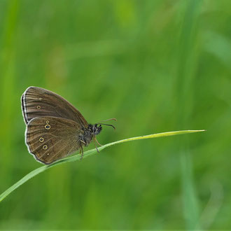 Brauner Waldvogel