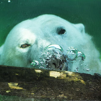 Neugieriger Eisbär