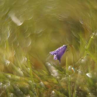 Glockenblume, Objektiv Helios 44