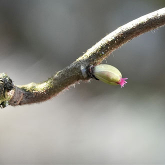 Blüte Haselnuß