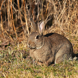 Oberpfälzer Kaninchen