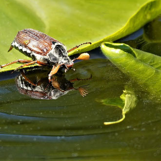 Maikäfer