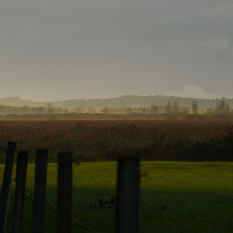 Federsee-Ostufer