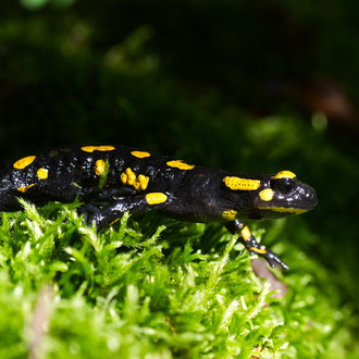 Feuersalamander