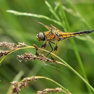 Gelbe Plattbauchlibelle